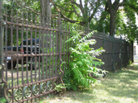 Fence - West Side - June 29, 2010