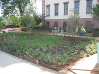 Grounds--Rain garden newly planted - July 9, 2011