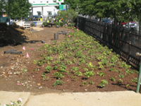 Grounds--View towards north west corner - July 9, 2011