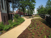 Grounds--Plantings on north side looking west - July 9, 2011