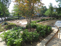 Grounds--Plantings on north east side looking south - July 9, 2011