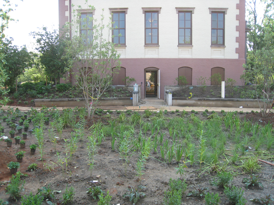Grounds--Rain garden looking towards new main (west side) entrance - July 9, 2011