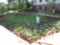 Grounds--Rain garden in front of new main (west) entrance - July 9, 2011